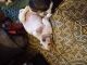 Basset Hound Puppies for sale in Casa Grande, AZ, USA. price: NA