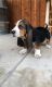 Basset Hound Puppies for sale in Columbus, GA, USA. price: NA