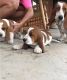 Basset Hound Puppies for sale in Kennesaw, GA, USA. price: NA