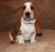Basset Hound Puppies for sale in Cranberry Twp, PA, USA. price: NA