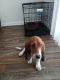 Basset Hound Puppies for sale in 1384 Riverview Rd, Rock Hill, SC 29732, USA. price: $400