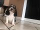 Basset Hound Puppies for sale in Los Angeles, CA, USA. price: $650
