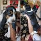 Basset Hound Puppies for sale in Gallup, NM, USA. price: $500
