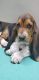 Basset Hound Puppies for sale in Hutto, TX 78634, USA. price: NA