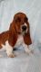 Basset Hound Puppies for sale in Wilkesboro, NC, USA. price: $750