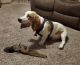 Basset Hound Puppies for sale in Morris, OK, USA. price: $500