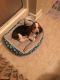 Basset Hound Puppies for sale in Natchitoches, LA, USA. price: $450