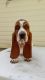 Basset Hound Puppies for sale in Wilkesboro, NC, USA. price: $700