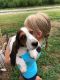Basset Hound Puppies for sale in Lancaster, KY 40444, USA. price: $350