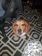 Basset Hound Puppies for sale in Des Moines, IA, USA. price: NA