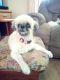 Basset Hound Puppies for sale in 5875 Snowville Brent Rd, Dora, AL 35062, USA. price: $500