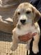 Basset Hound Puppies for sale in LAKE MATHEWS, CA 92570, USA. price: $350
