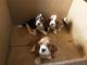 Basset Hound Puppies for sale in Oklahoma City, OK, USA. price: $500