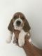 Basset Hound Puppies for sale in Union Springs, NY, USA. price: $850