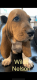 Basset Hound Puppies for sale in Huntsville, AL, USA. price: $600