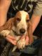 Basset Hound Puppies for sale in Shelby, OH 44875, USA. price: $550