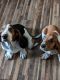 Basset Hound Puppies for sale in Paris, IL 61944, USA. price: $700