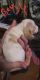 Basset Hound Puppies for sale in Newbern, TN 38059, USA. price: $300