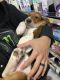 Basset Hound Puppies for sale in San Diego, CA 92126, USA. price: $500