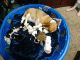 Basset Hound Puppies for sale in Emmett, ID 83617, USA. price: $700
