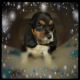 Basset Hound Puppies for sale in Delmont, PA 15626, USA. price: $900