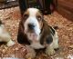 Basset Hound Puppies for sale in Junction City, KS, USA. price: $700