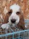 Basset Hound Puppies for sale in Junction City, KS, USA. price: $500