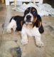 Basset Hound Puppies for sale in Bell Gardens, CA 90202, USA. price: $550