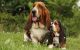 Basset Hound Puppies for sale in Los Angeles, CA, USA. price: $500
