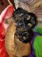Basset Hound Puppies for sale in West Allis, WI, USA. price: $850