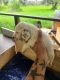 Basset Hound Puppies for sale in Rockport, TX 78382, USA. price: $150