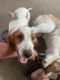 Basset Hound Puppies for sale in Perryville, MO 63775, USA. price: $50