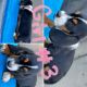 Basset Hound Puppies for sale in Huntsville, AL, USA. price: $600