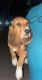 Basset Hound Puppies for sale in Jurupa Valley, CA 91752, USA. price: $980