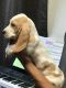 Basset Hound Puppies for sale in Indio, CA, USA. price: $1,000