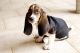 Basset Hound Puppies for sale in New York, NY 10013, USA. price: $500