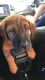 Basset Hound Puppies for sale in 3002 Peacock Ln, Carrollwood, FL 33618, USA. price: NA