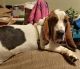Basset Hound Puppies for sale in Waupaca, WI 54981, USA. price: $400