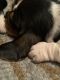 Basset Hound Puppies for sale in Columbia, KY 42728, USA. price: $600
