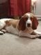 Basset Hound Puppies for sale in Liberty Township, OH 45044, USA. price: NA