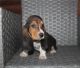 Basset Hound Puppies for sale in Beverly Hills, CA 90210, USA. price: $450