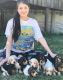 Basset Hound Puppies for sale in York, PA, USA. price: $600
