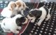 Basset Hound Puppies for sale in Sun Valley, Los Angeles, CA, USA. price: $1,000