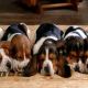 Basset Hound Puppies for sale in 846 Bridge Rd, Charleston, WV 25314, USA. price: $850