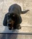 Basset Hound Puppies for sale in 1120 NE Ridgeview Dr, Lee's Summit, MO 64086, USA. price: NA