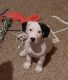 Basset Hound Puppies for sale in Garland, TX, USA. price: $500