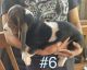 Basset Hound Puppies for sale in Wiley, CO 81092, USA. price: $500