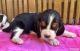 Basset Hound Puppies for sale in Cleveland, GA 30528, USA. price: NA
