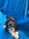 Basset Hound Puppies for sale in Columbia, KY 42728, USA. price: $800