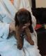 Bavarian Mountain Hound Puppies for sale in Indianapolis, IN, USA. price: NA